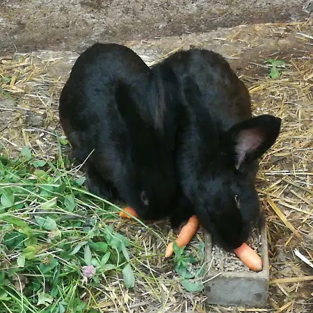 Lejlighed Aberghof *